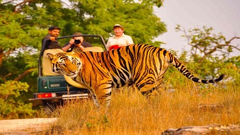 RAJASTHAN WILD LIFE